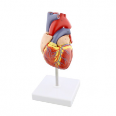 Human Heart, life size, 2 Parts